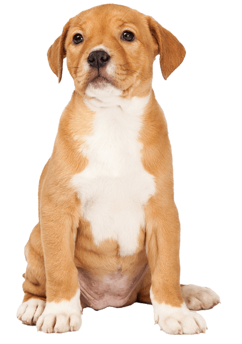 Popular Girl Dog Names