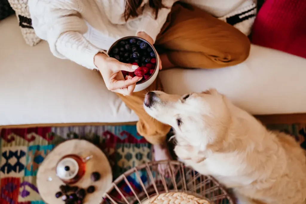 Can Dogs Eat Blueberries? A Complete Guide for Dog Owners 2 Can Dog Eat Blueberries safely