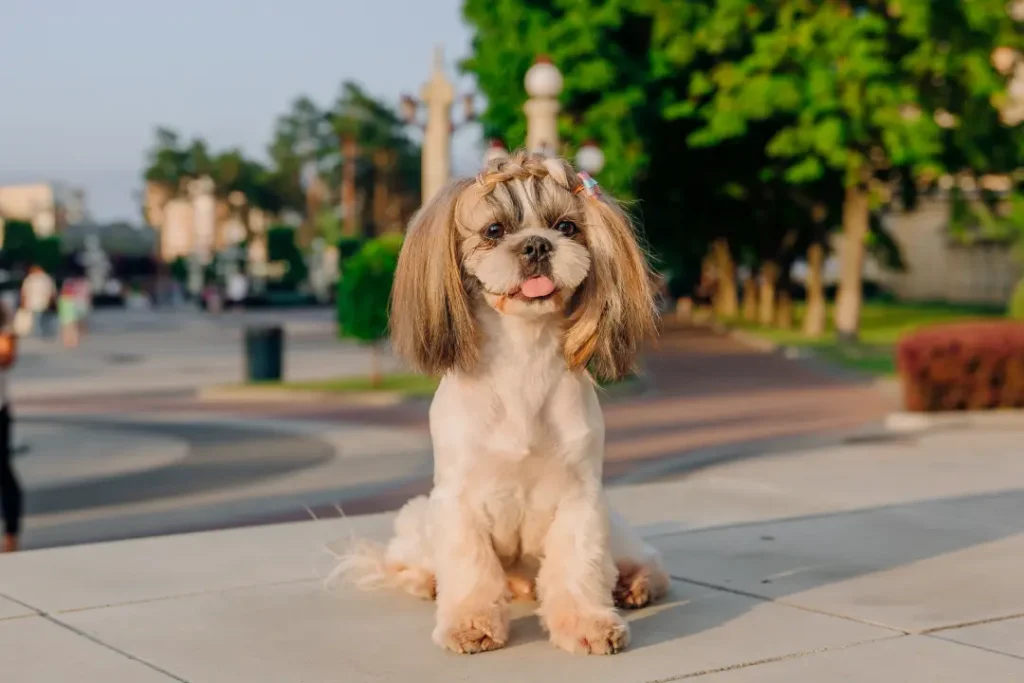 Small Dog Names: 150+ Cute, Funny & Unique Ideas 1 Best Female Dog Names for Small Dogs