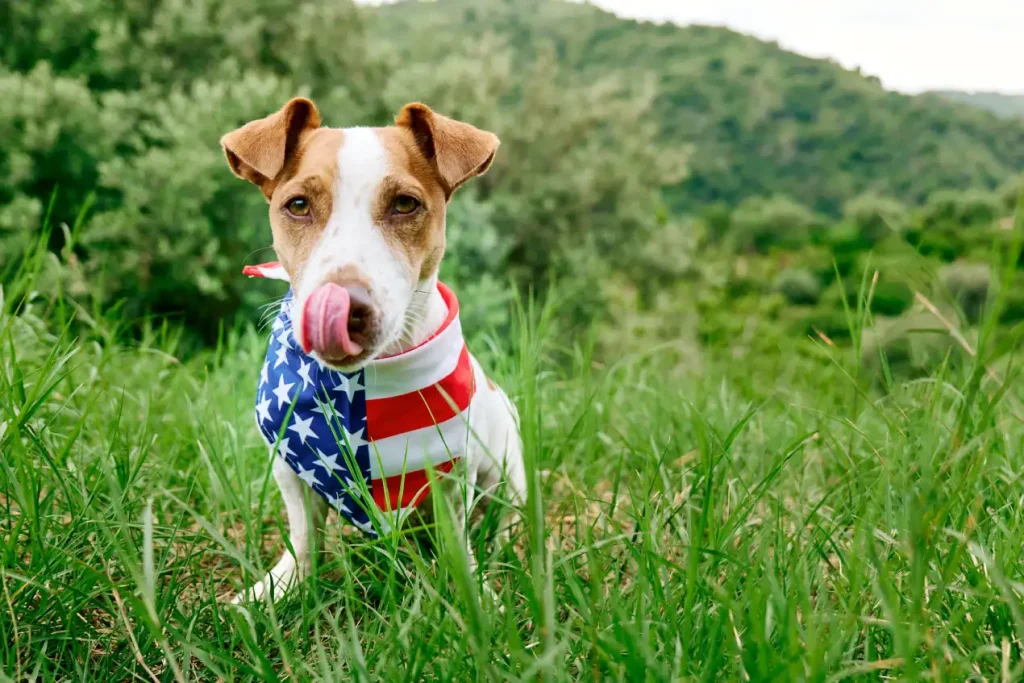 Unusual Girl Dog Names That Stand Out 4 Color-Inspired Unusual Girl Dog Names