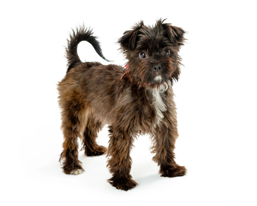 Small Dog Names: 150+ Cute, Funny & Unique Ideas 3 Cute Female Dog Names for Small Dogs
