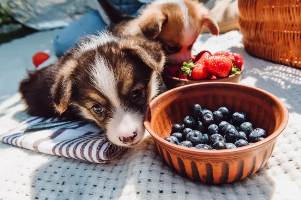 Can Dogs Eat Blueberries? A Complete Guide for Dog Owners 1 Dogs Eat Blueberries
