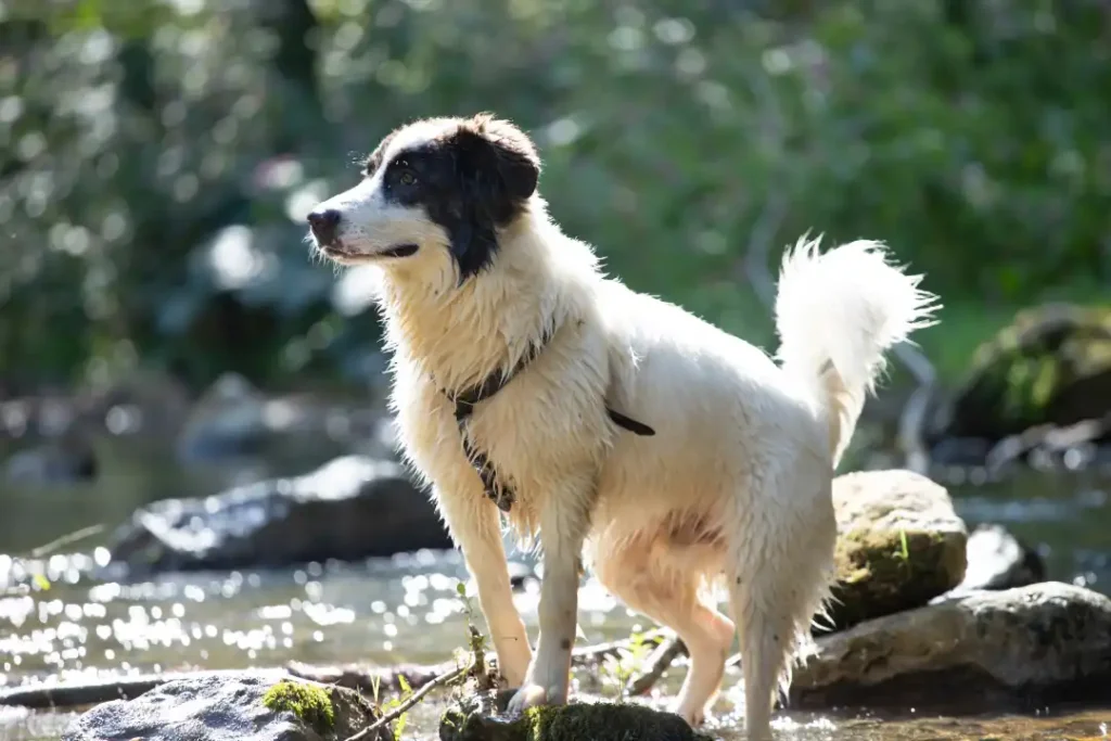 Exotic Female Dog Names: Unique, Rare & Cute Ideas 1 European Exotic Female Dog Names