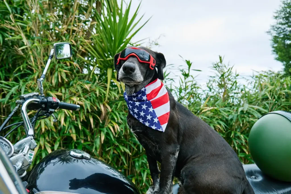 Unusual Girl Dog Names That Stand Out 3 Food & Drink-Inspired Unusual Girl Dog Names