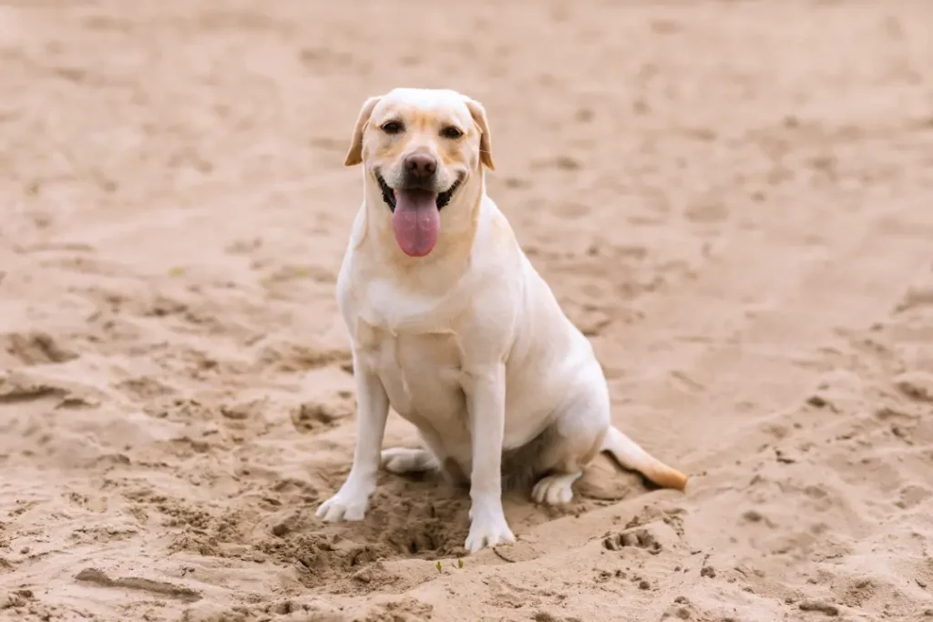 Labrador Retriever Female Dog Names