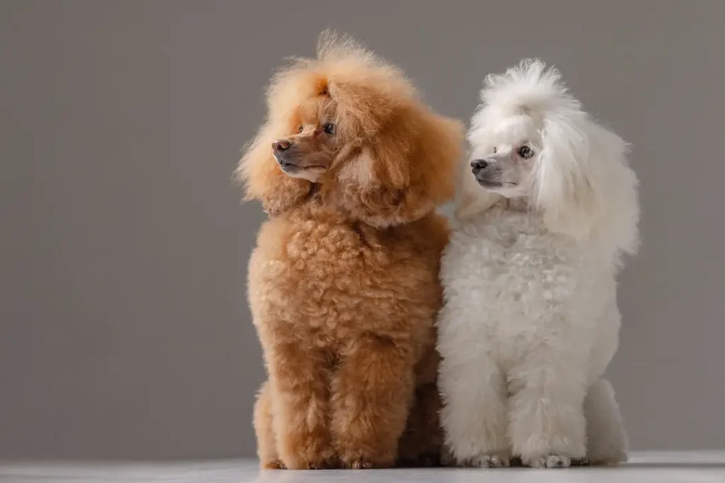 Poodle Female Names: 120+ Popular Poodle Dog Names 1 Poodle Female Dog Names