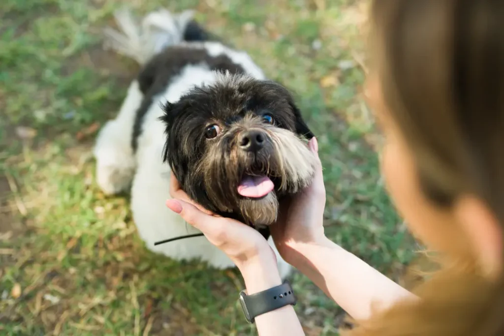 Exotic Female Dog Names: Unique, Rare & Cute Ideas 2 Popular Exotic Female Dog Names Unique