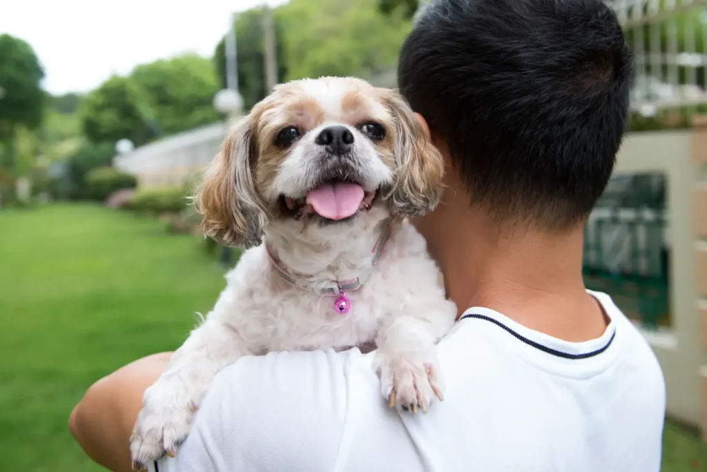 Unusual Girl Dog Names That Stand Out 5 Quirky & Whimsical Unusual Female Dog Names