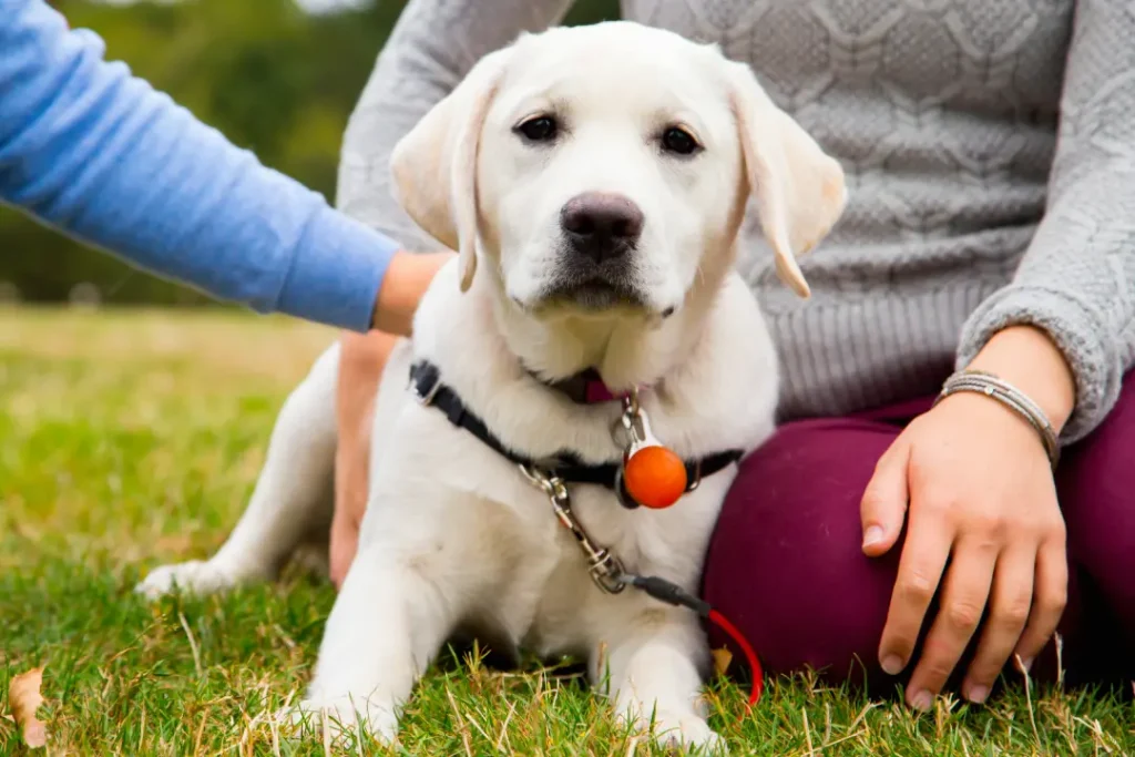 Trending Female Labrador Retriever Dog Names 2026