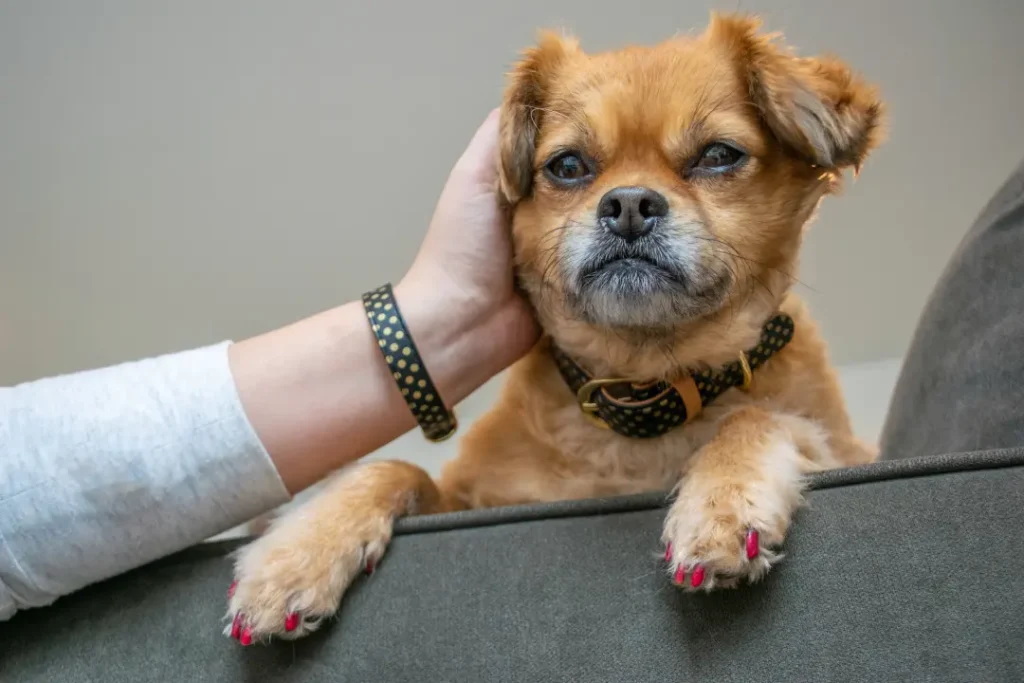 Small Dog Names: 150+ Cute, Funny & Unique Ideas 2 Unique Female Dog Names for Small Dogs