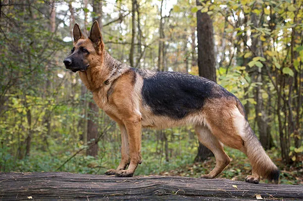 Female Alsatian Dog Names | Best Girl German Shepherd Names 1 Looking for female Alsatian dog names? Browse 300+ strong, royal, cute, and unique girl German Shepherd names with meanings.